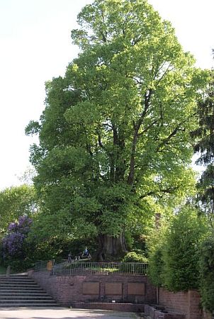 Bild Waldbrunn (Odenwald)