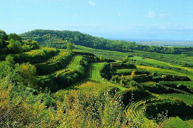 Bild Vogtsburg im Kaiserstuhl